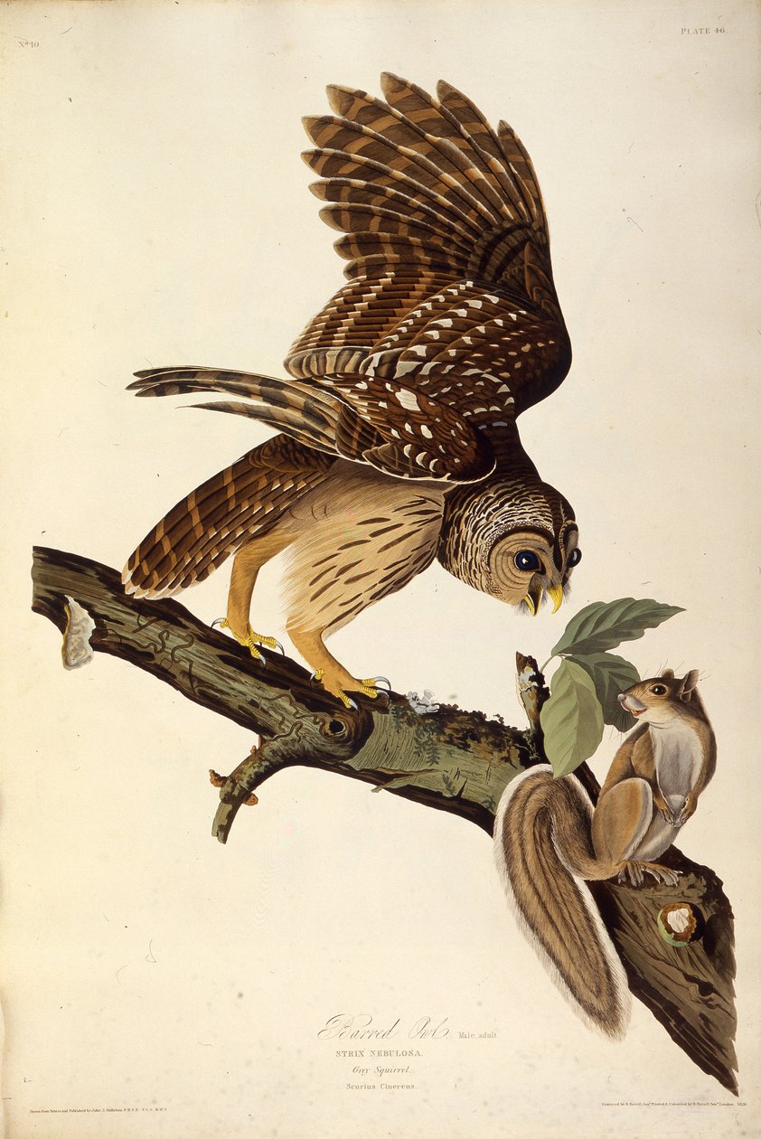 Çizgili baykuş. Amerika Kuşları, 1827-1838