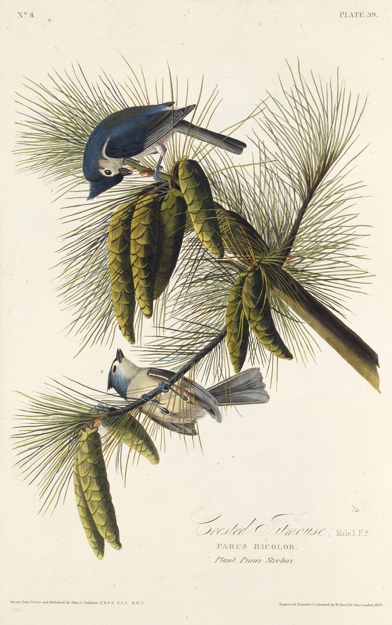 Kara tepeli baştankara. Amerika Kuşları, 1827-1838