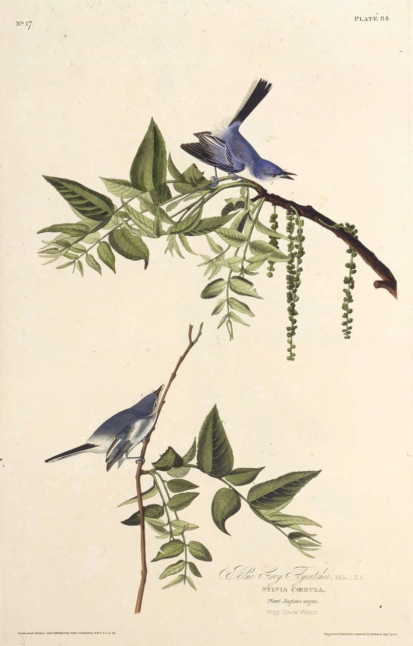 Mavi-gri sivrisinek avcısı. Amerika Kuşları, 1827-1838