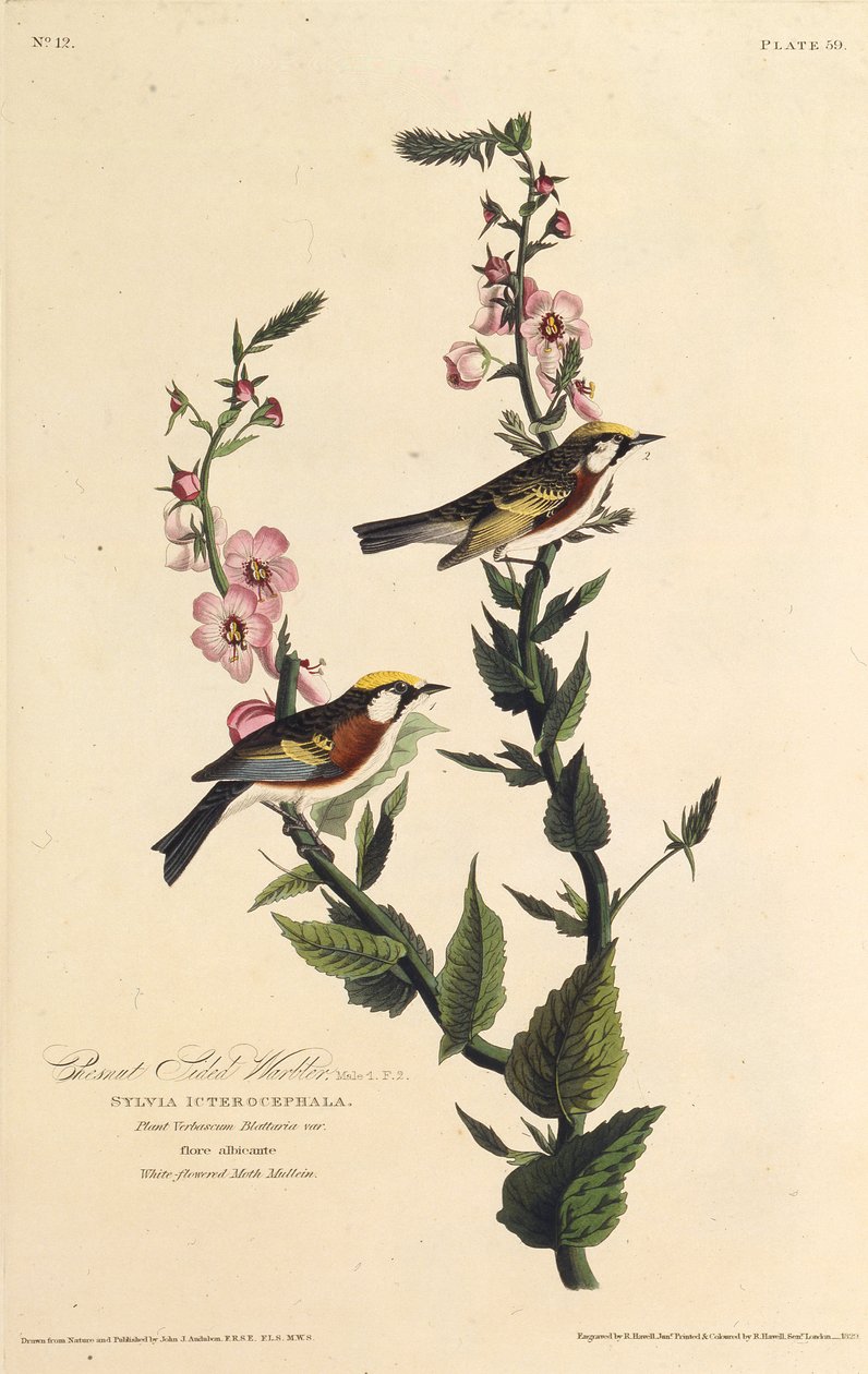 Kestane yüzlü ötleğen. Amerika Kuşları, 1827-1838