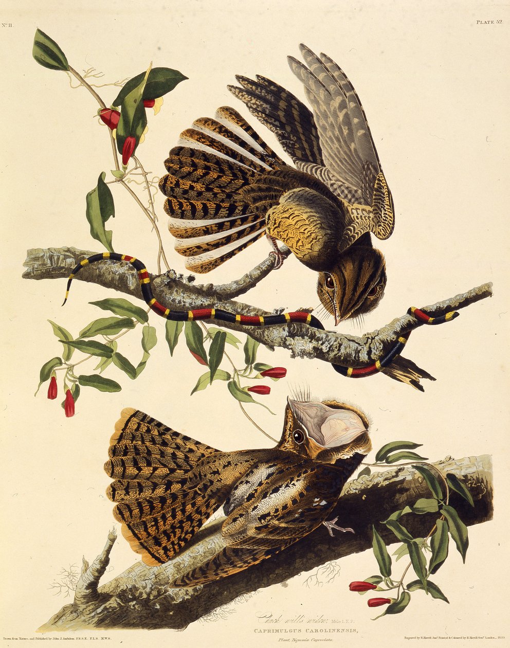 Delikanlı dul. Amerika Kuşları, 1827-1838