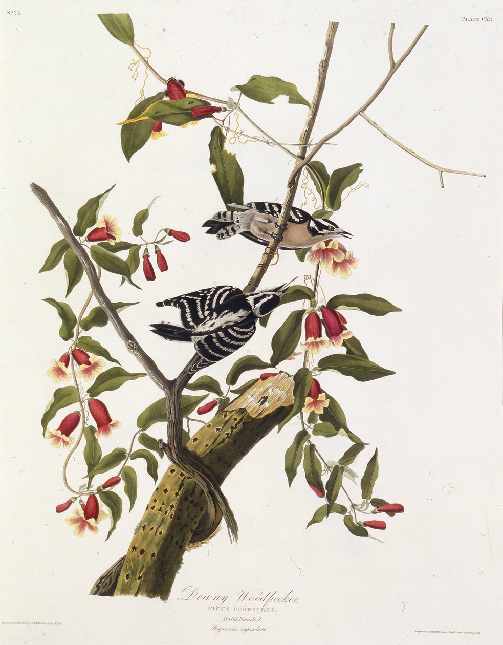 Tüylü ağaçkakan. Amerika Kuşları, 1827-1838