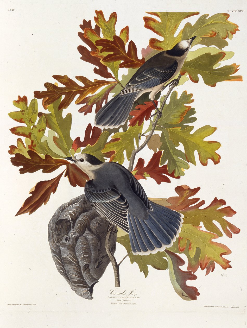 Gri jay. Amerika Kuşları, 1827-1838