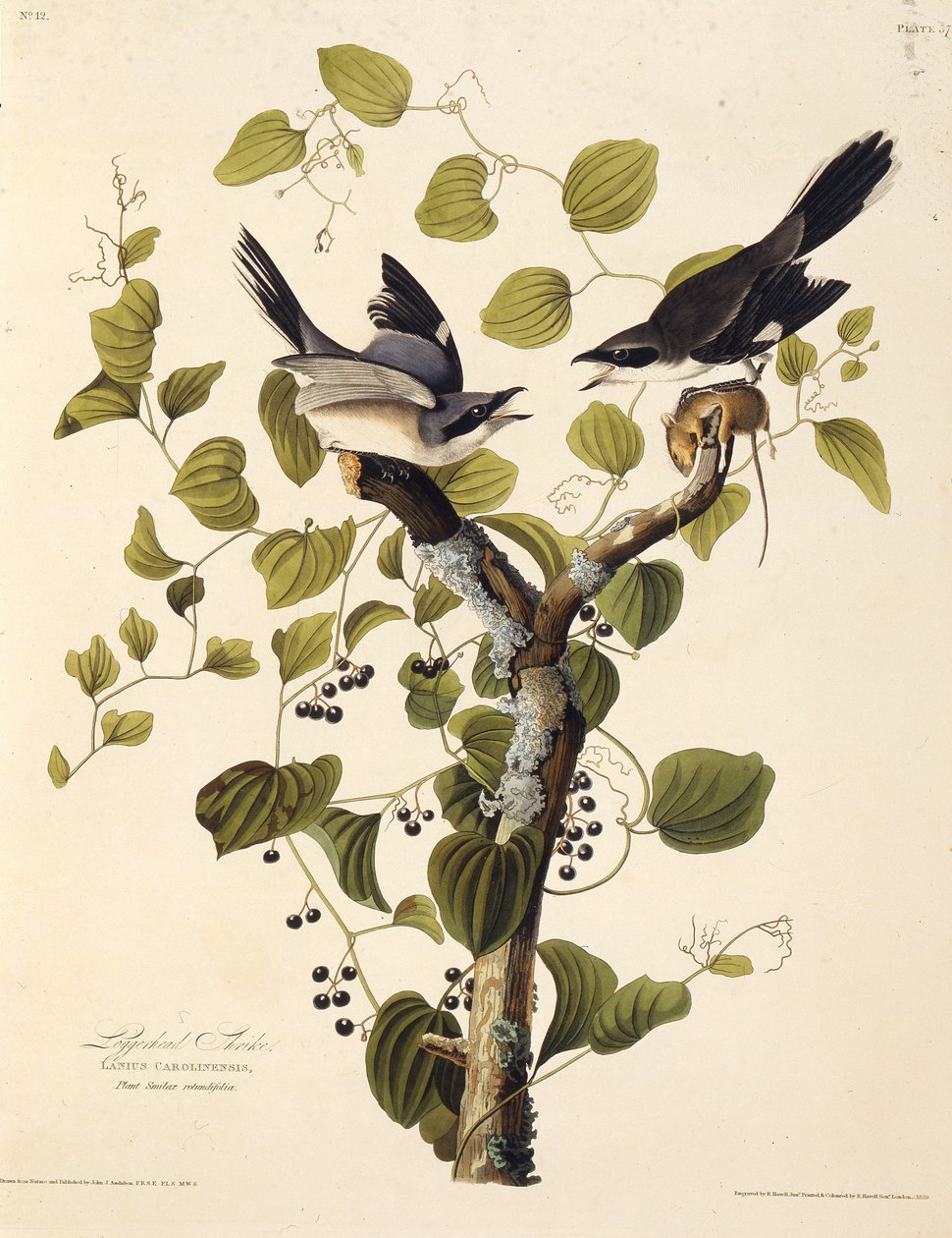 Caretta ürküyor. Amerika Kuşları, 1827-1838