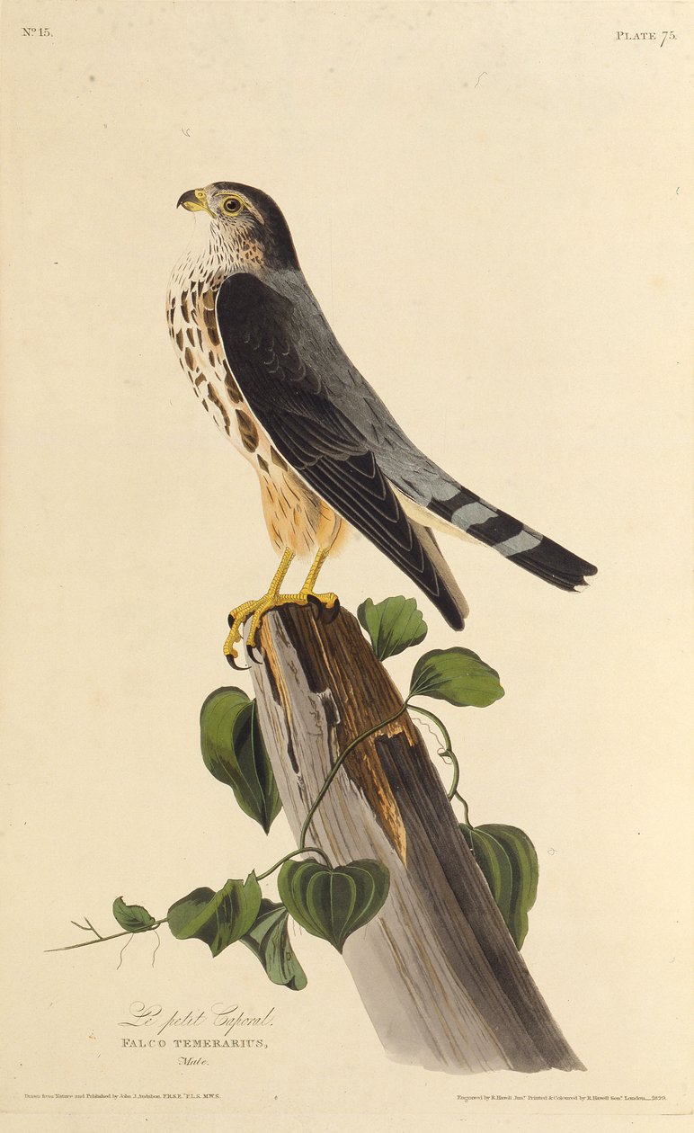 Merlin. Amerika Kuşları, 1827-1838