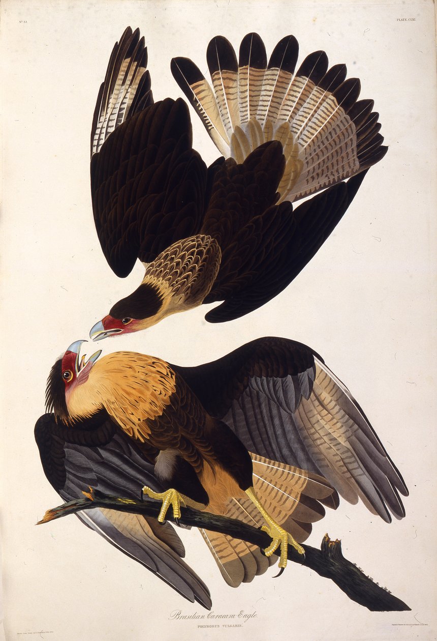 Kuzey tepeli caracara. Amerika Kuşları, 1827-1838