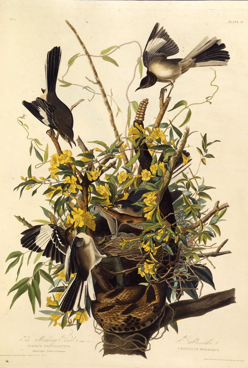 Kuzey alaycı kuş. Amerika Kuşları, 1827-1838