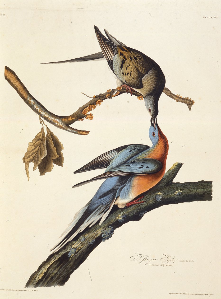 Yolcu güvercini. Amerika Kuşları, 1827-1838