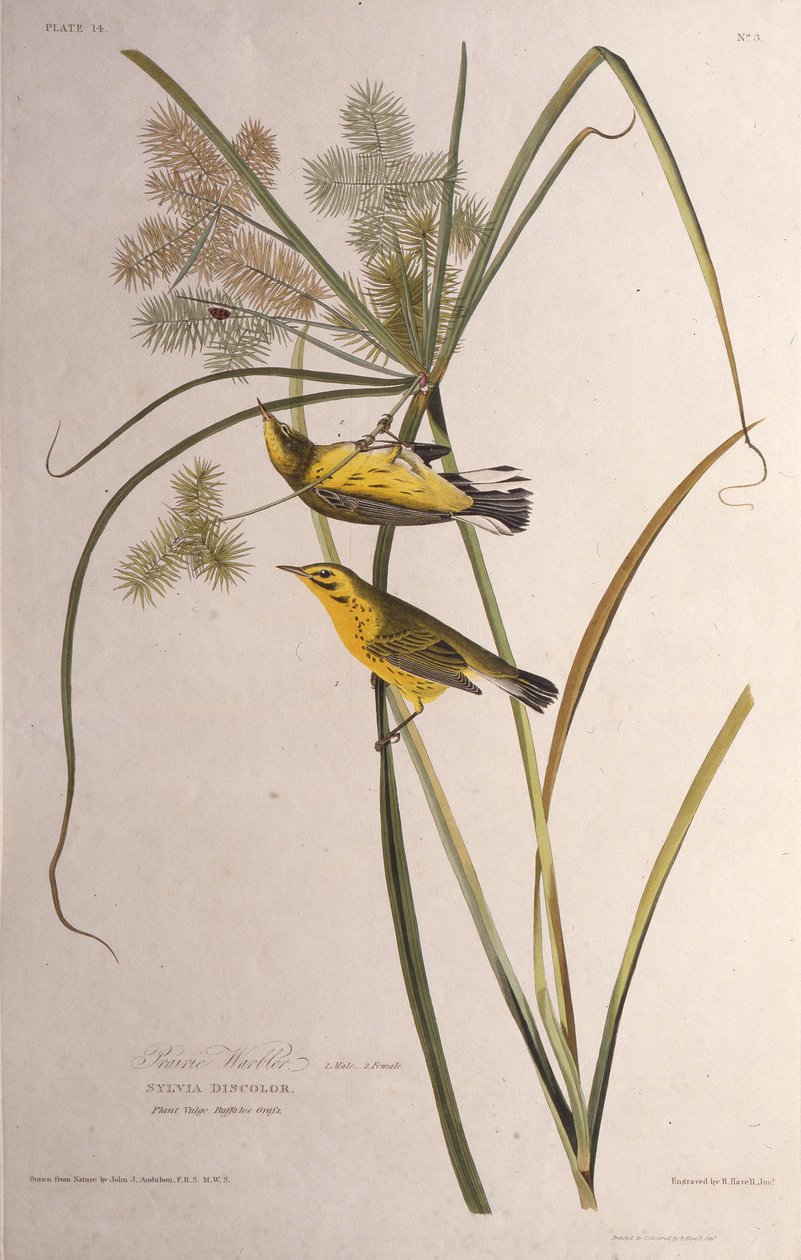 Çayır bülbülü. Amerika Kuşları, 1827-1838