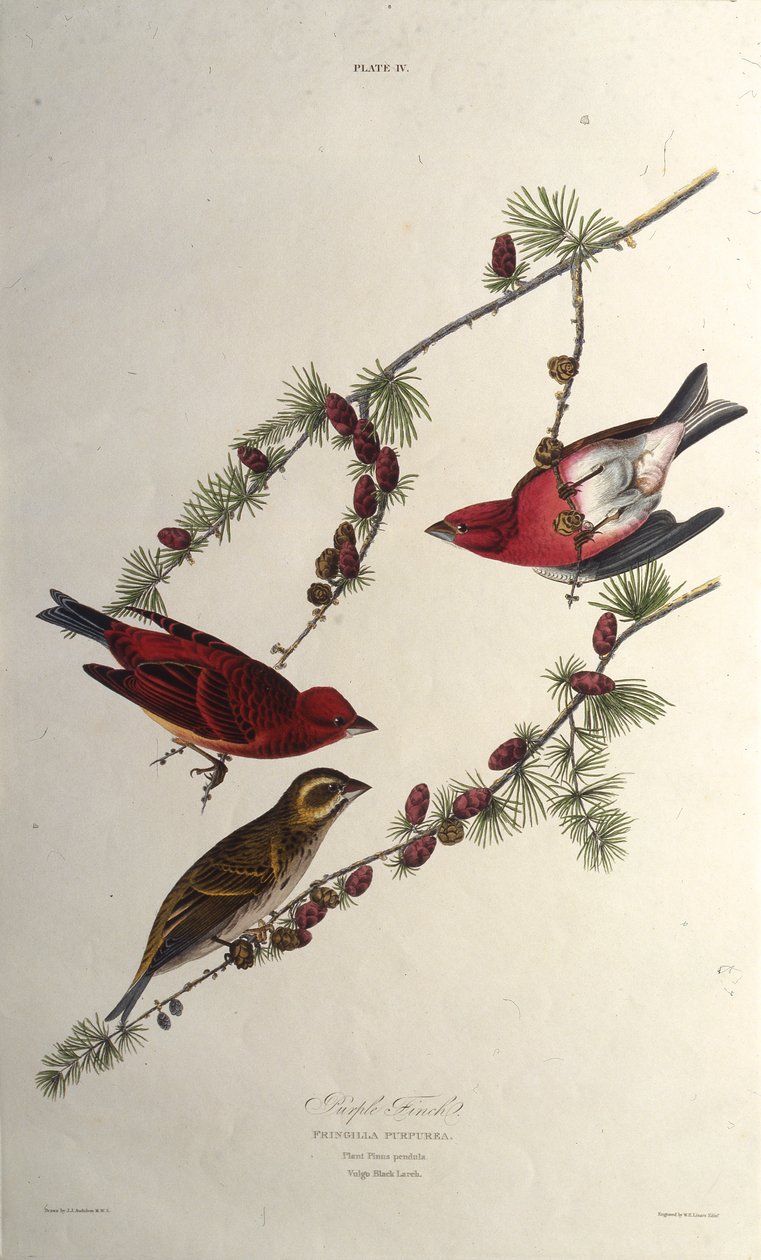 Mor ispinoz. Amerika Kuşları, 1827-1838