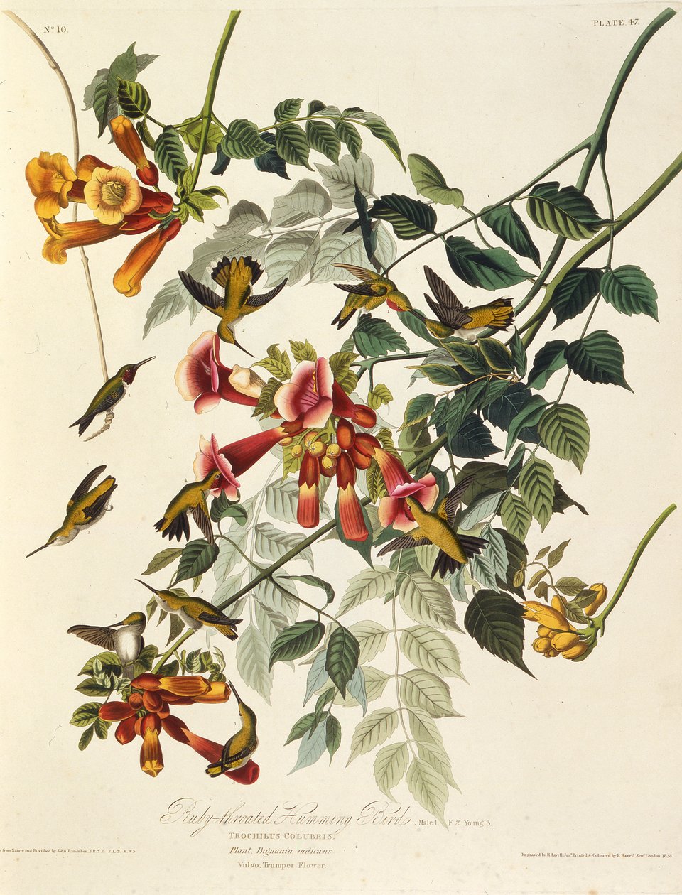 Yakut boğazlı sinek kuşu. Amerika Kuşları, 1827-1838
