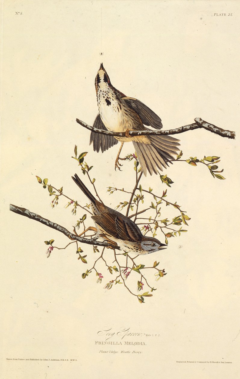 Şarkı serçe. Amerika Kuşları, 1827-1838