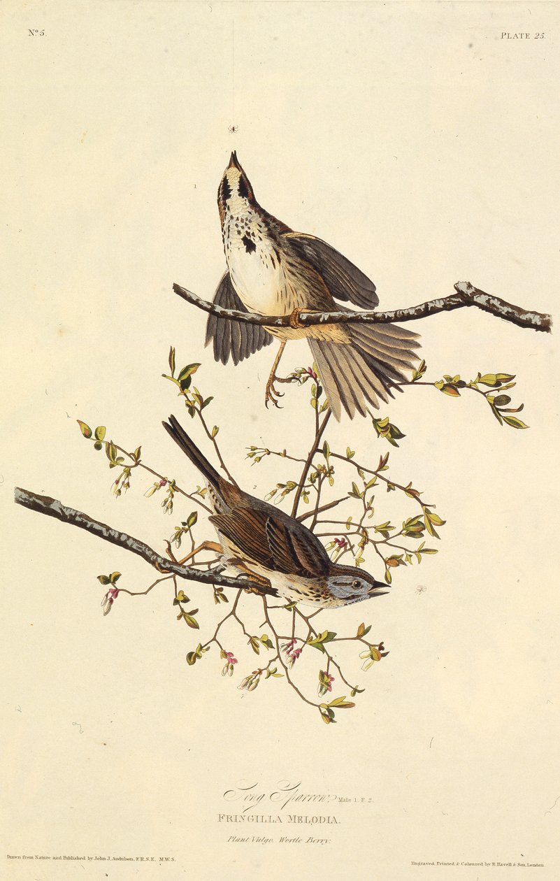 Şarkı serçe. Amerika Kuşları, 1827-1838