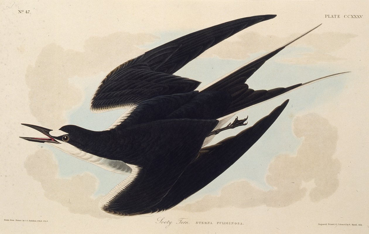 Kurumlu sumru. Amerika Kuşları, 1827-1838