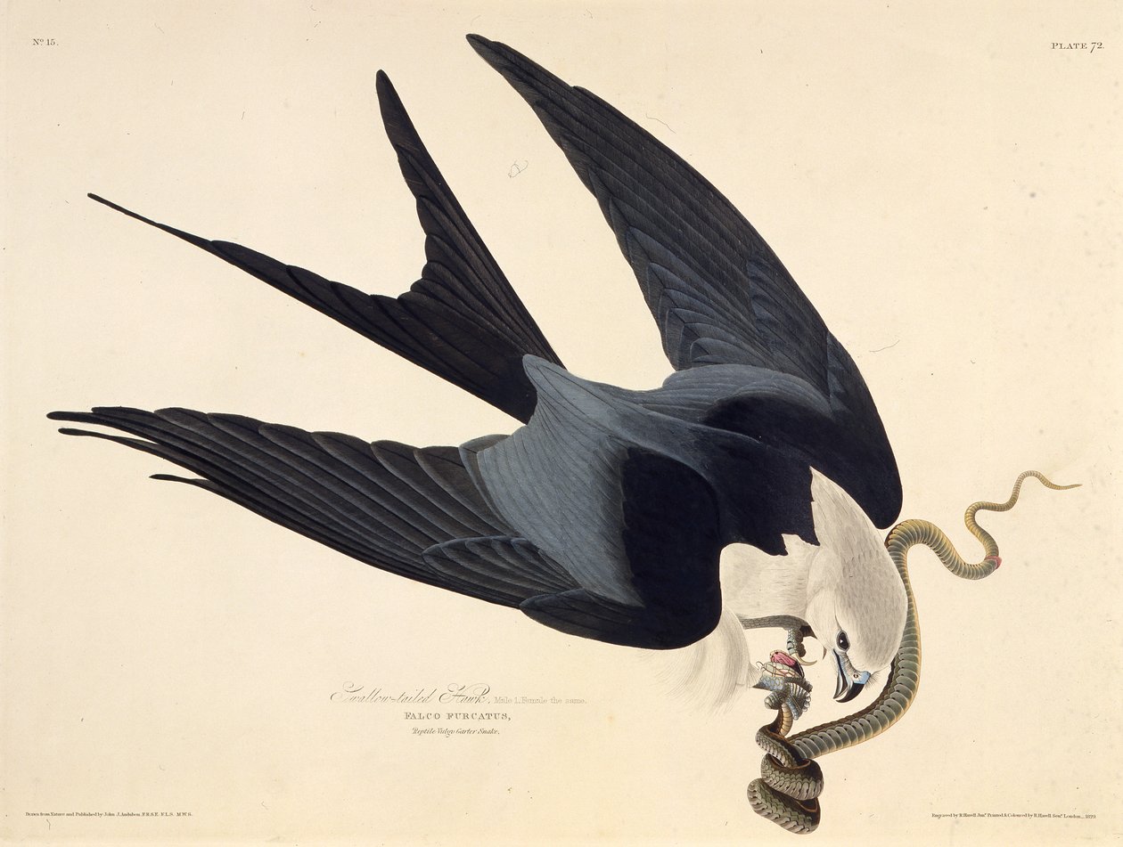 Kırlangıç kuyruklu uçurtma. Amerika Kuşları, 1827-1838