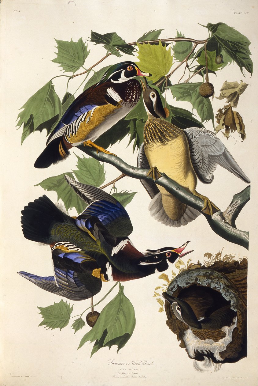 Ahşap ördek. Amerika Kuşları, 1827-1838