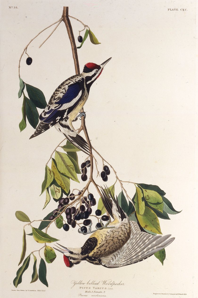 Sarı karınlı sapık. Amerika Kuşları, 1827-1838
