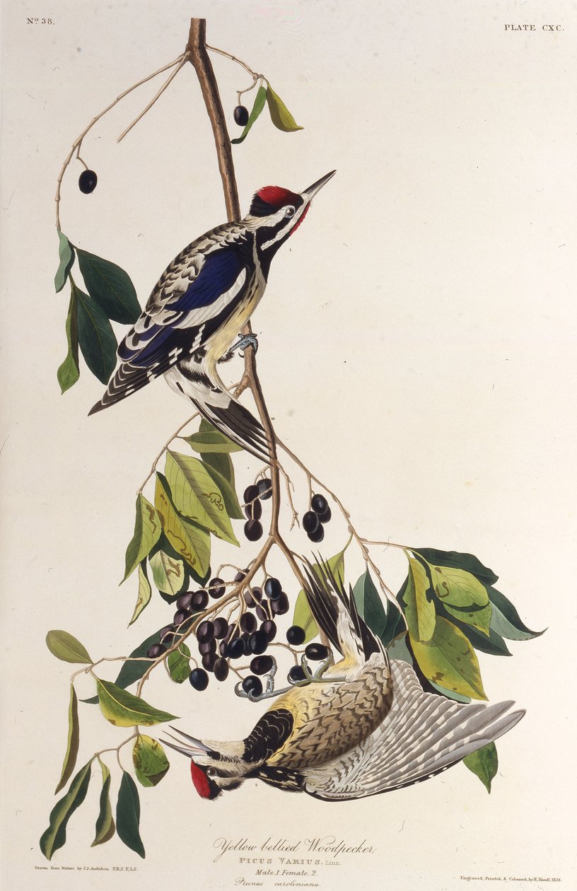 Sarı karınlı sapık. Amerika Kuşları, 1827-1838