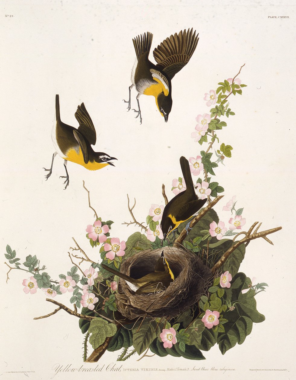 Sarı göğüslü sohbet. Amerika Kuşları, 1827-1838