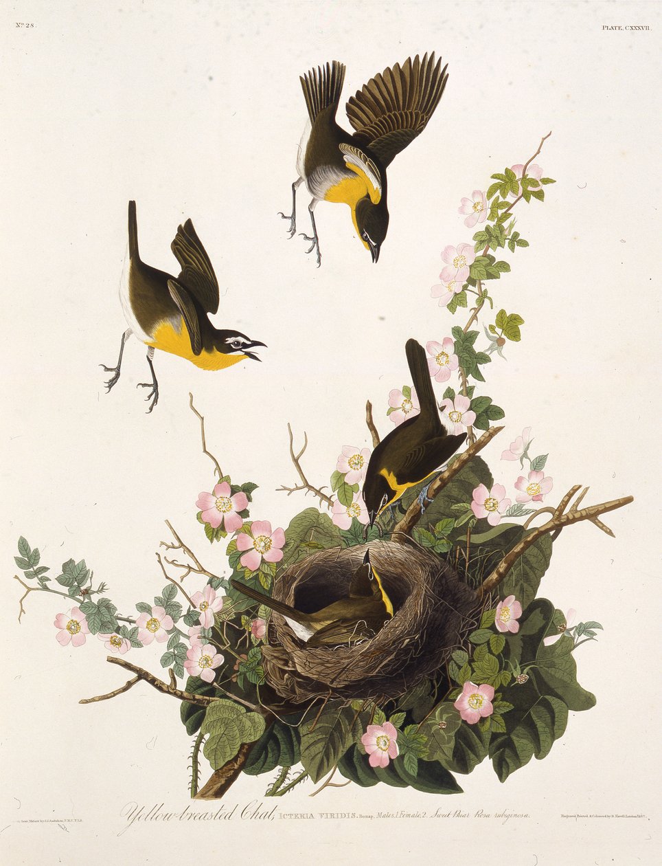 Sarı göğüslü sohbet. Amerika Kuşları, 1827-1838