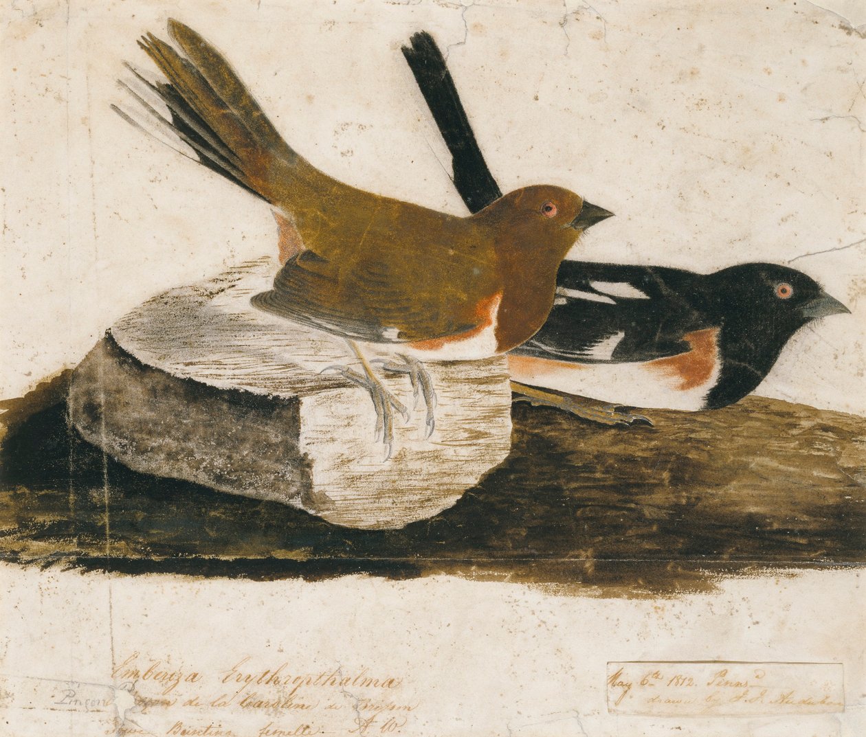  by John James Audubon