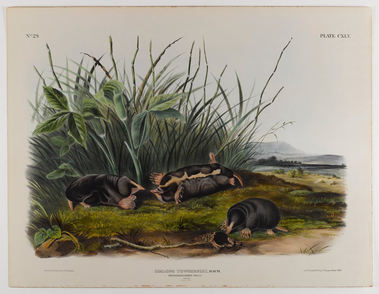 Townsends kır faresi köstebek by John James Audubon