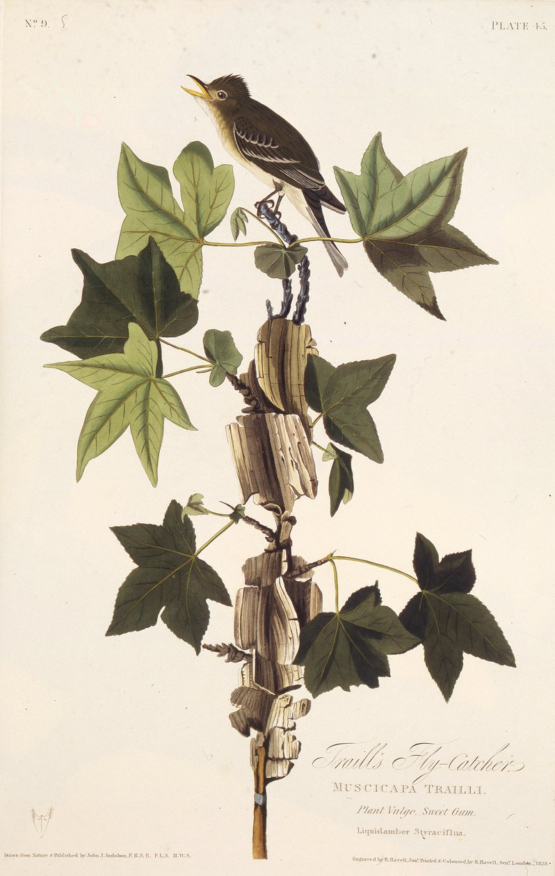 Patikalar sinekkapan. Amerika Kuşları, 1827-1838