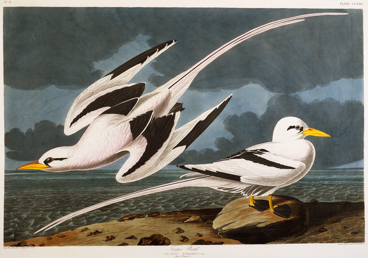 Tropik Kuş by John James Audubon