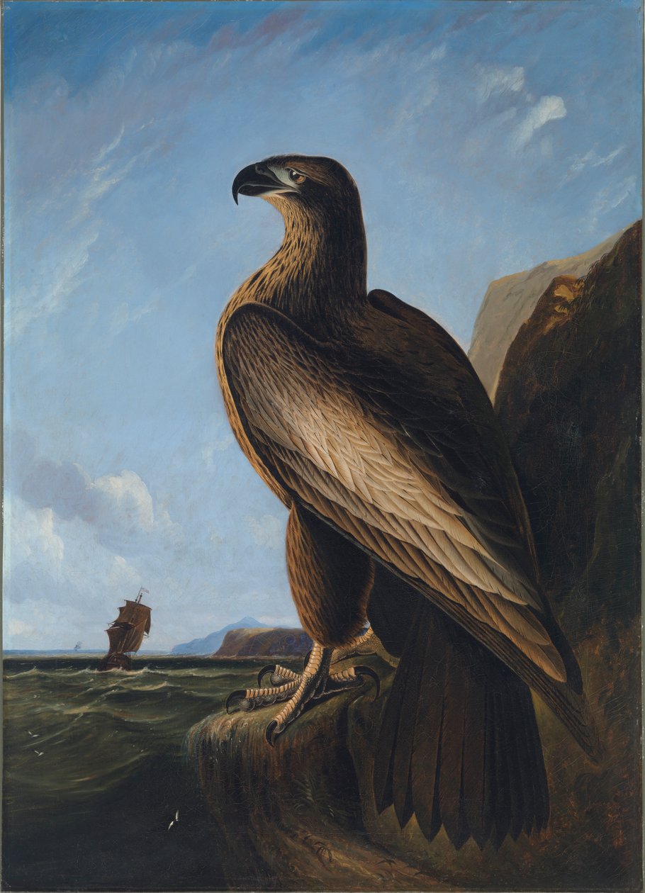 Washington Deniz Kartalı, yaklaşık 1836-1839. by John James Audubon