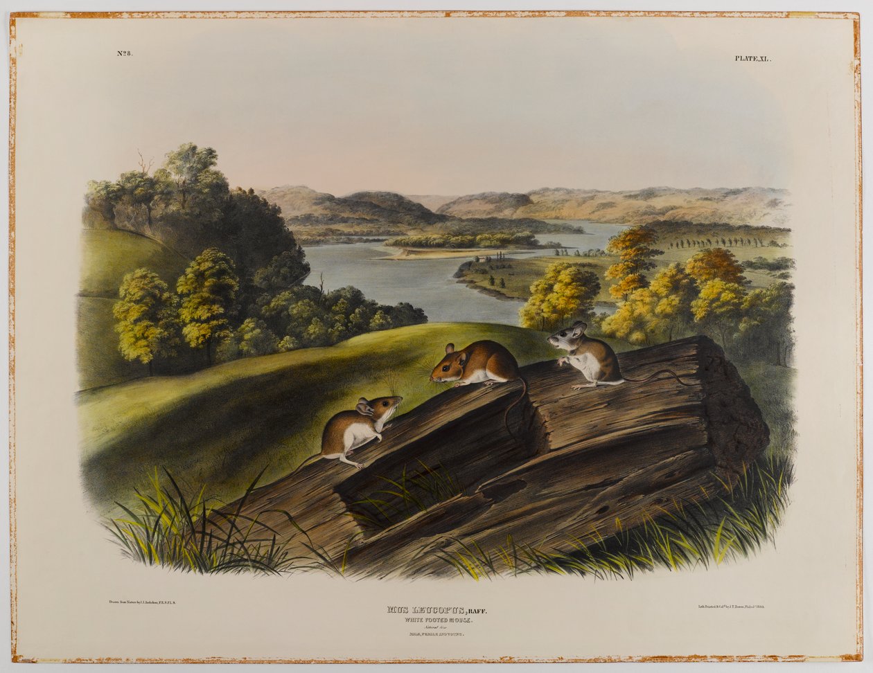 Beyaz ayaklı fare by John James Audubon