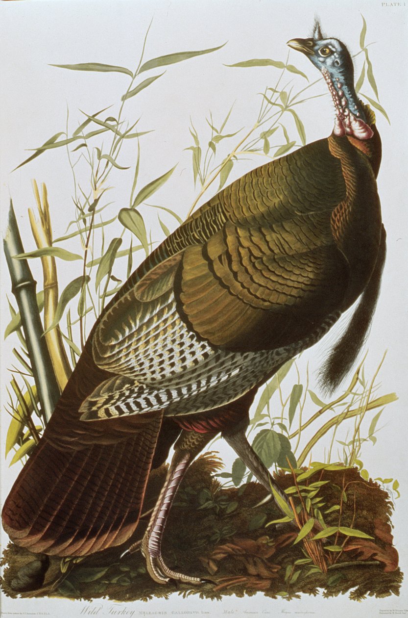 Birds of America