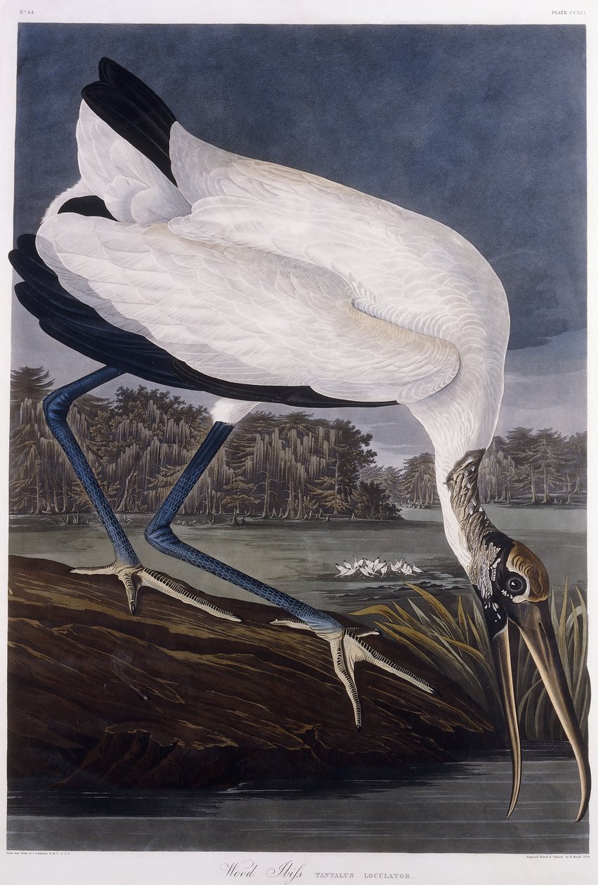 Ahşap Ibis by John James Audubon