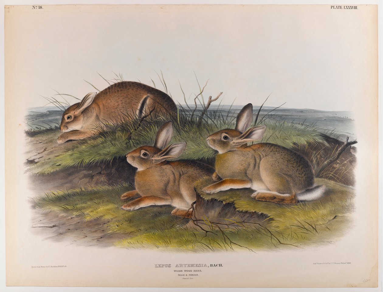 solucan ahşap tavşan by John James Audubon