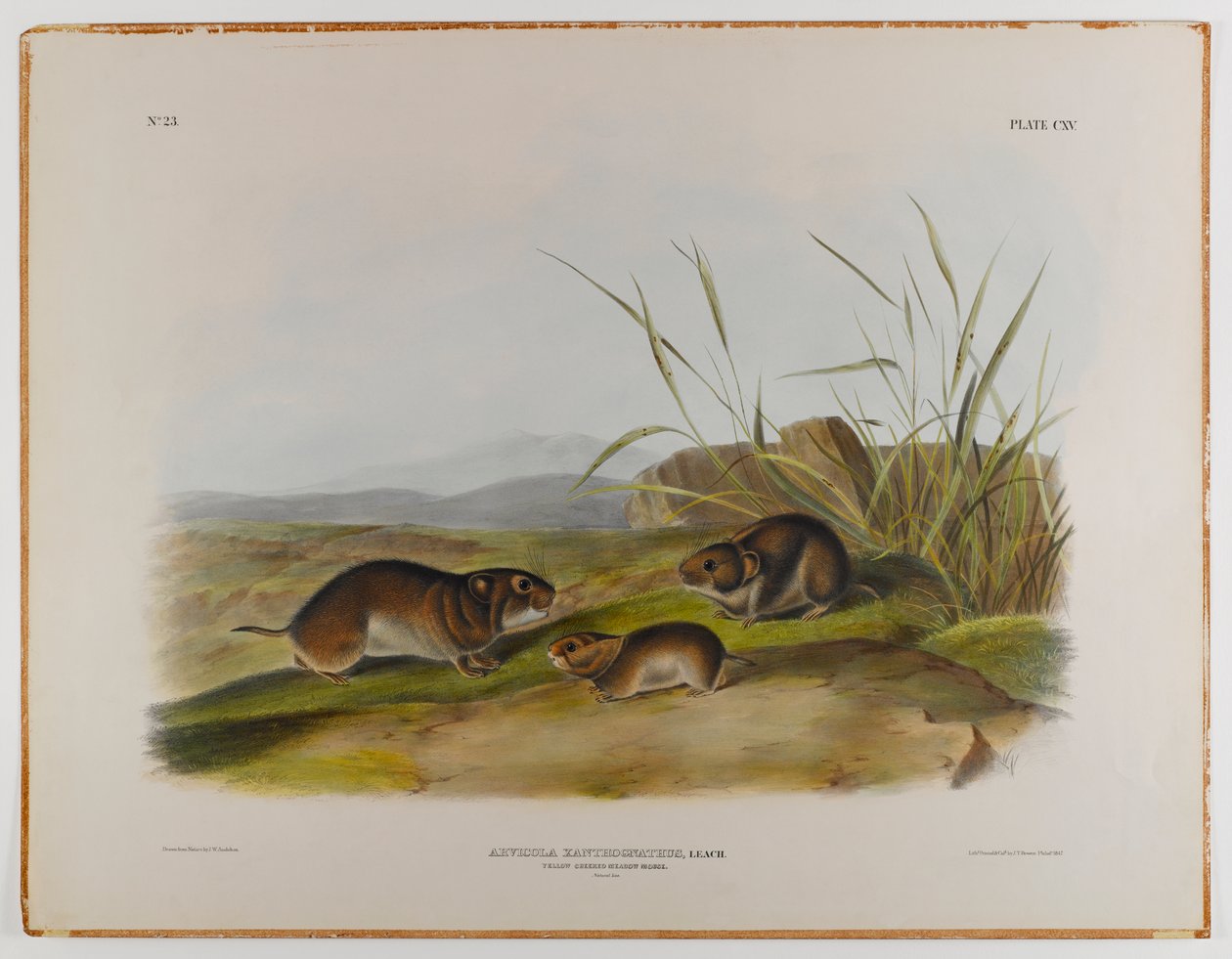 Sarı yanaklı çayır faresi by John James Audubon