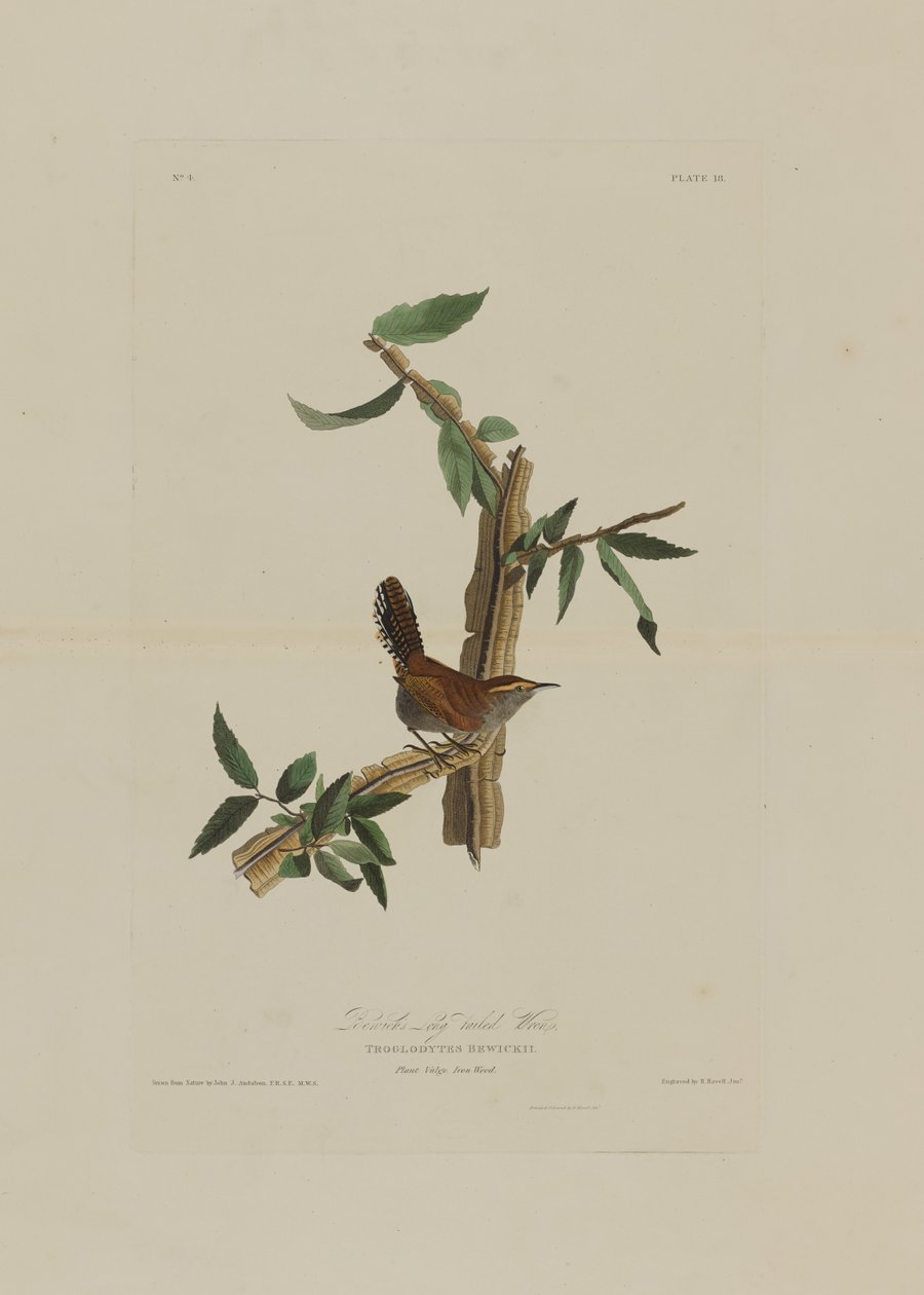 Birds of America