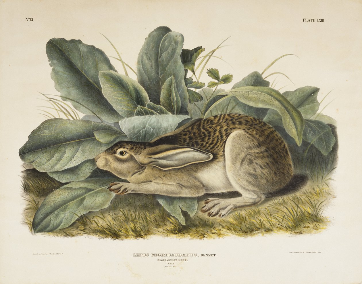 Black-tailed Hare, 1845 (hand-coloured lithograph on wove paper) by John James after Audubon