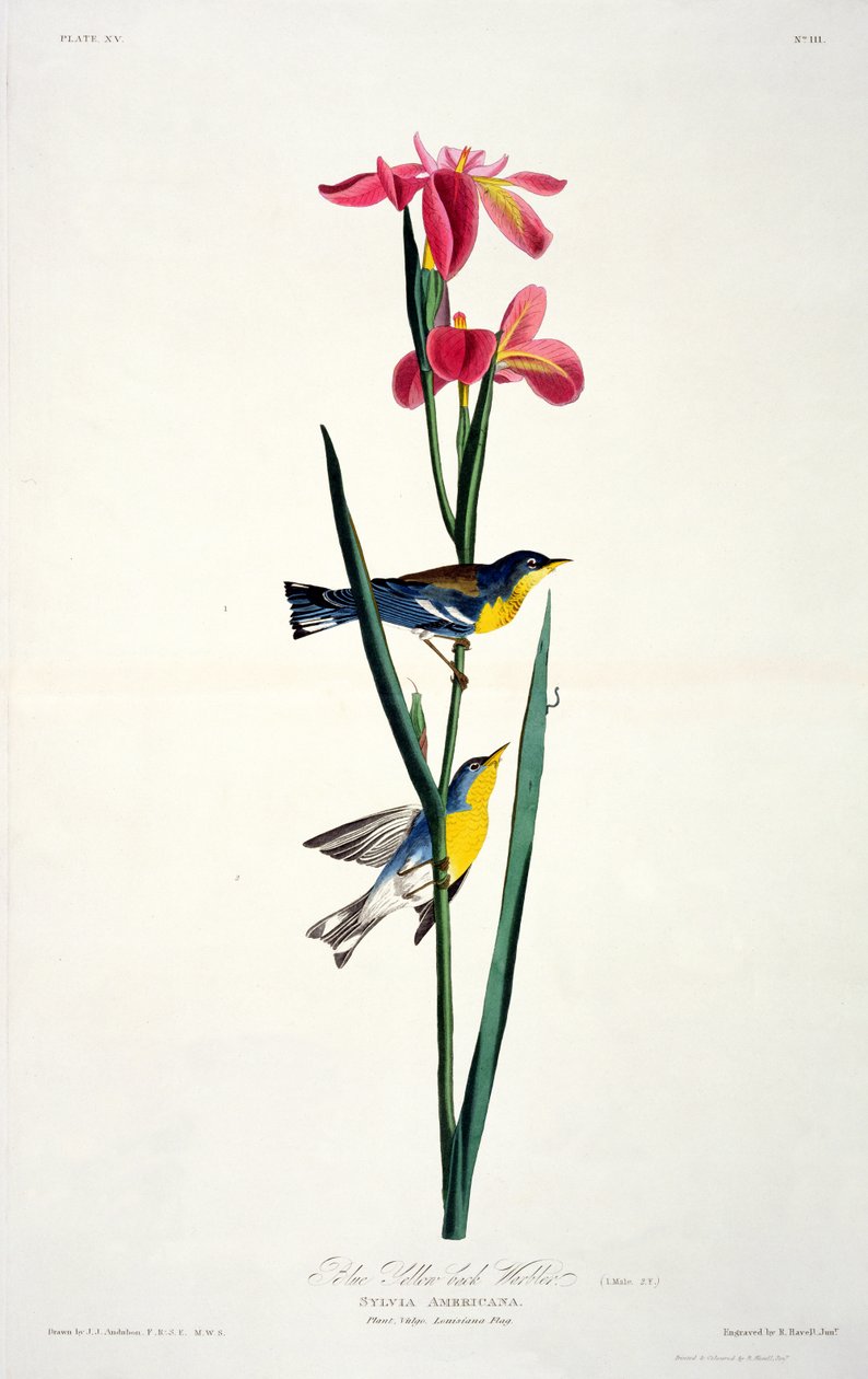 Birds of America