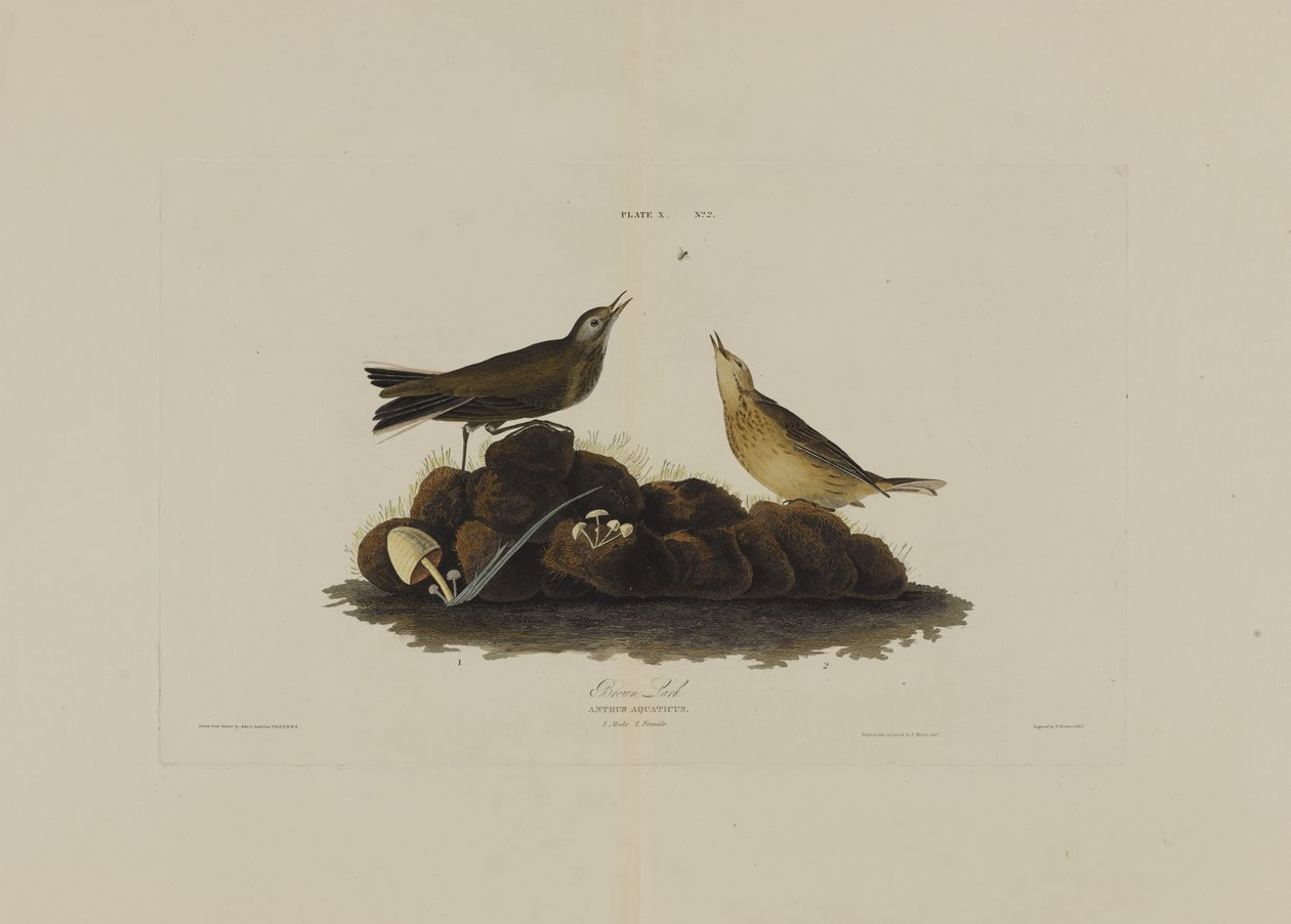 Robert Havell (1793-1878) tarafından kazınmış, Birds of America