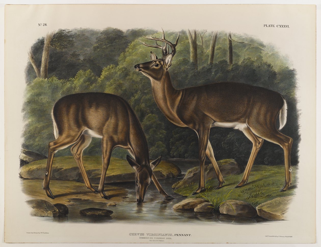 Ortak veya Virginia Geyiği, John T. Bowen (1801-c.1856) 1848 tarafından oyulmuş by John James after Audubon