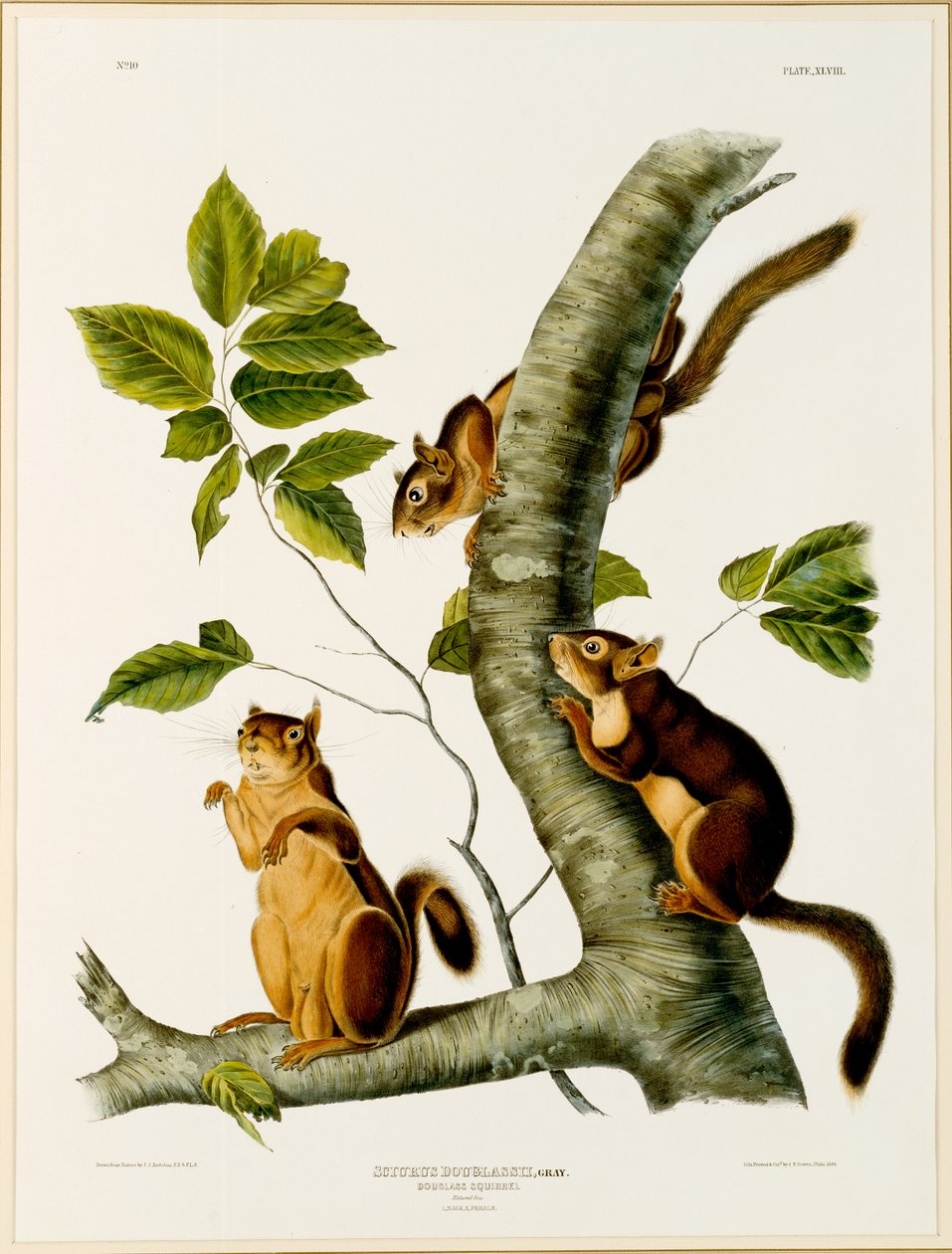 Douglas Squirrel, The Viviparous Quadrupeds of North America, 1845, 1844