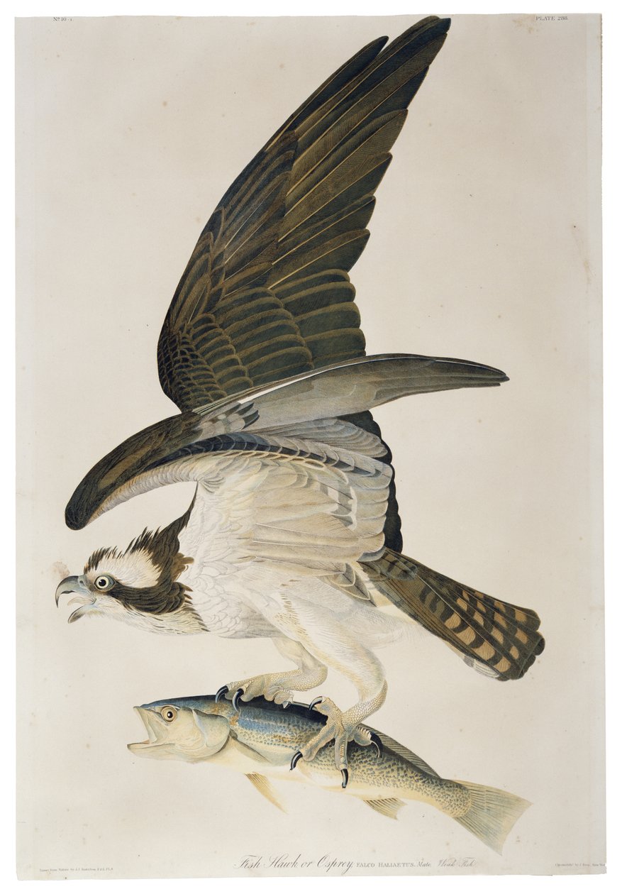 Fish Hawk or Osprey, lithograph by Julius Bien (1826-1909), 1860  by John James after Audubon