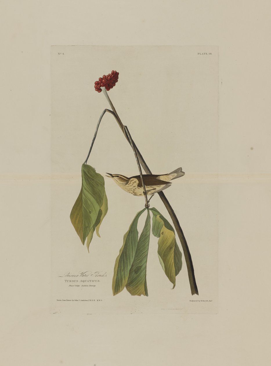 Louisiana Water Thrush, Birds of America