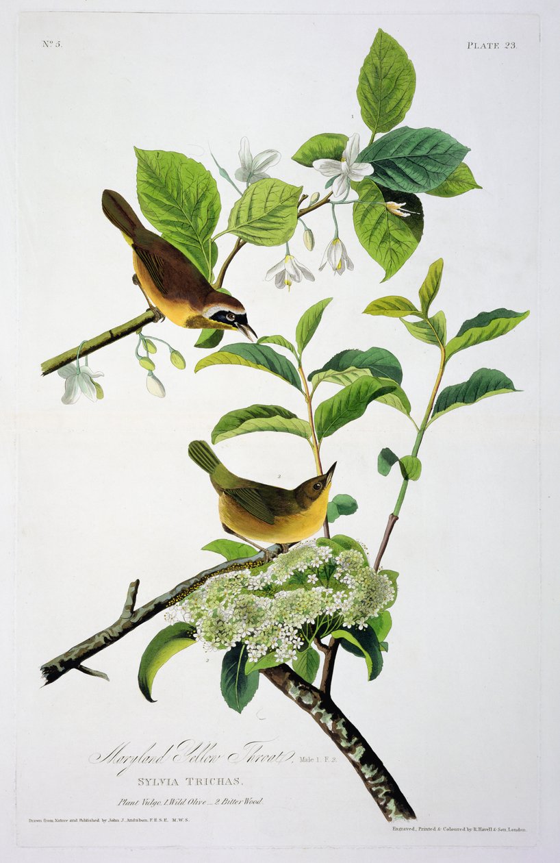 Maryland Sarı Boğaz, Birds of America