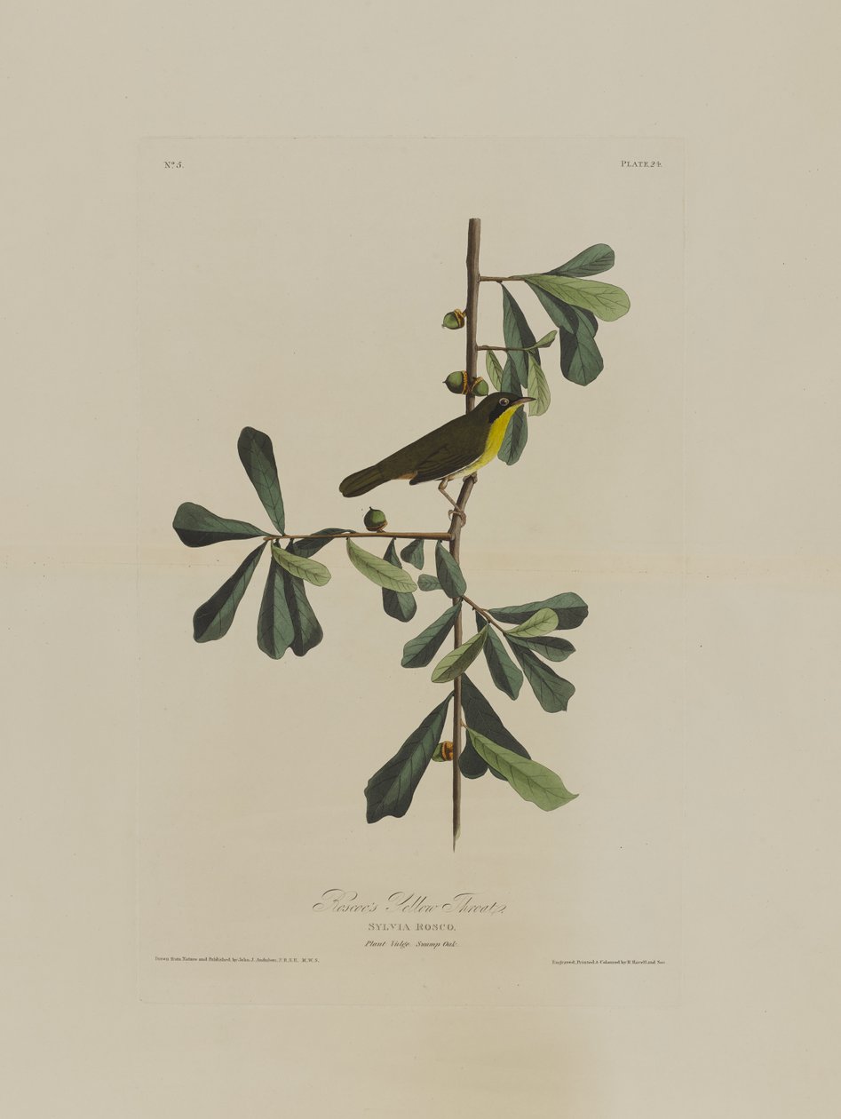 Roscoes Sarı Boğaz, Birds of America