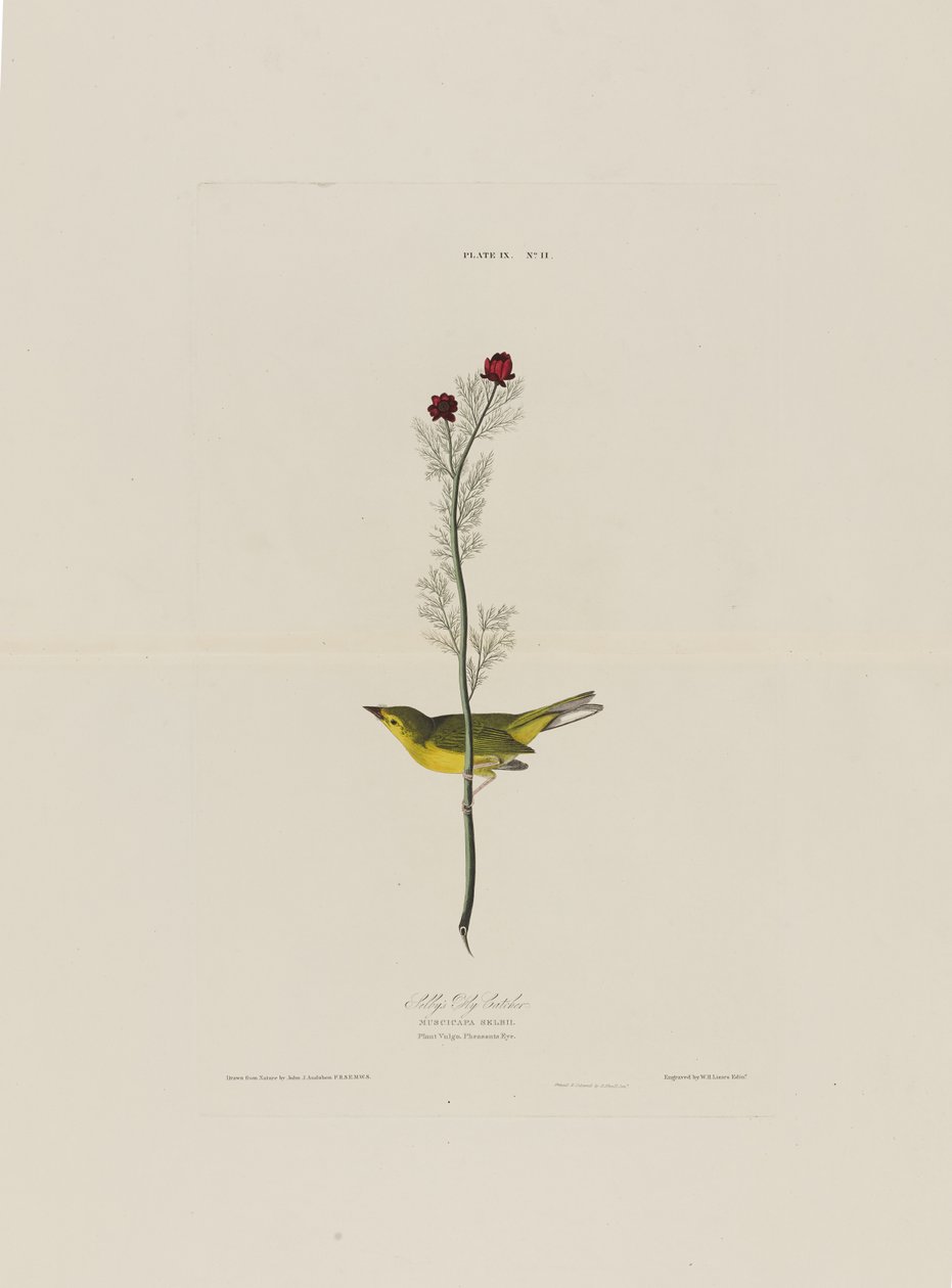 Birds of America