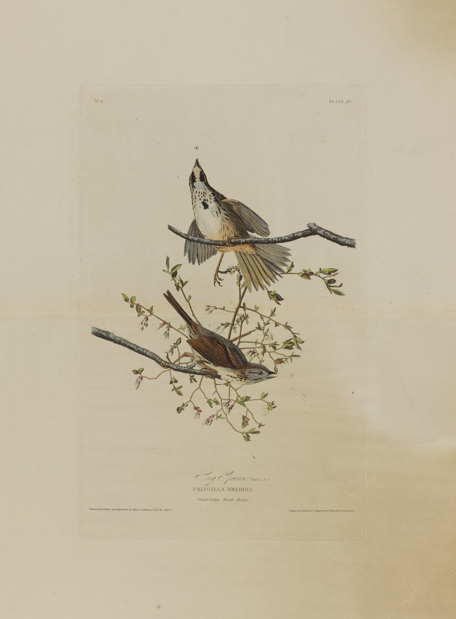 Birds of America