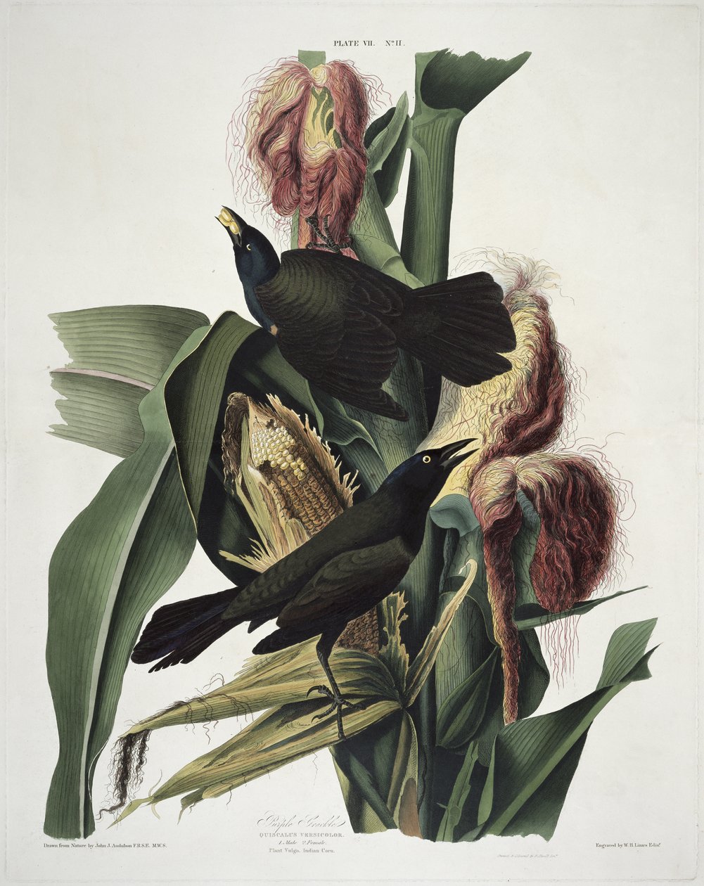 Birds of America