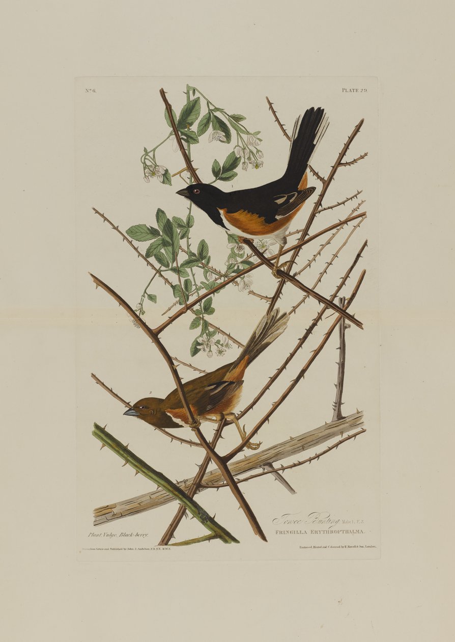 Birds of America