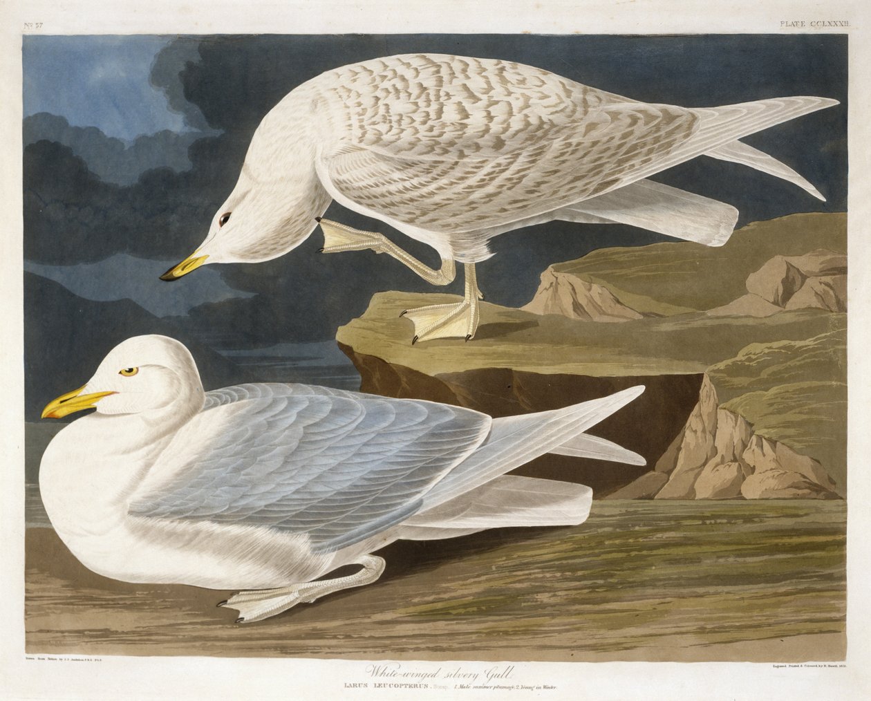 Elanoides forficatus, Amerikan Kırlangıç Kuyruklu Uçurtma, John James Audubons Birds of America