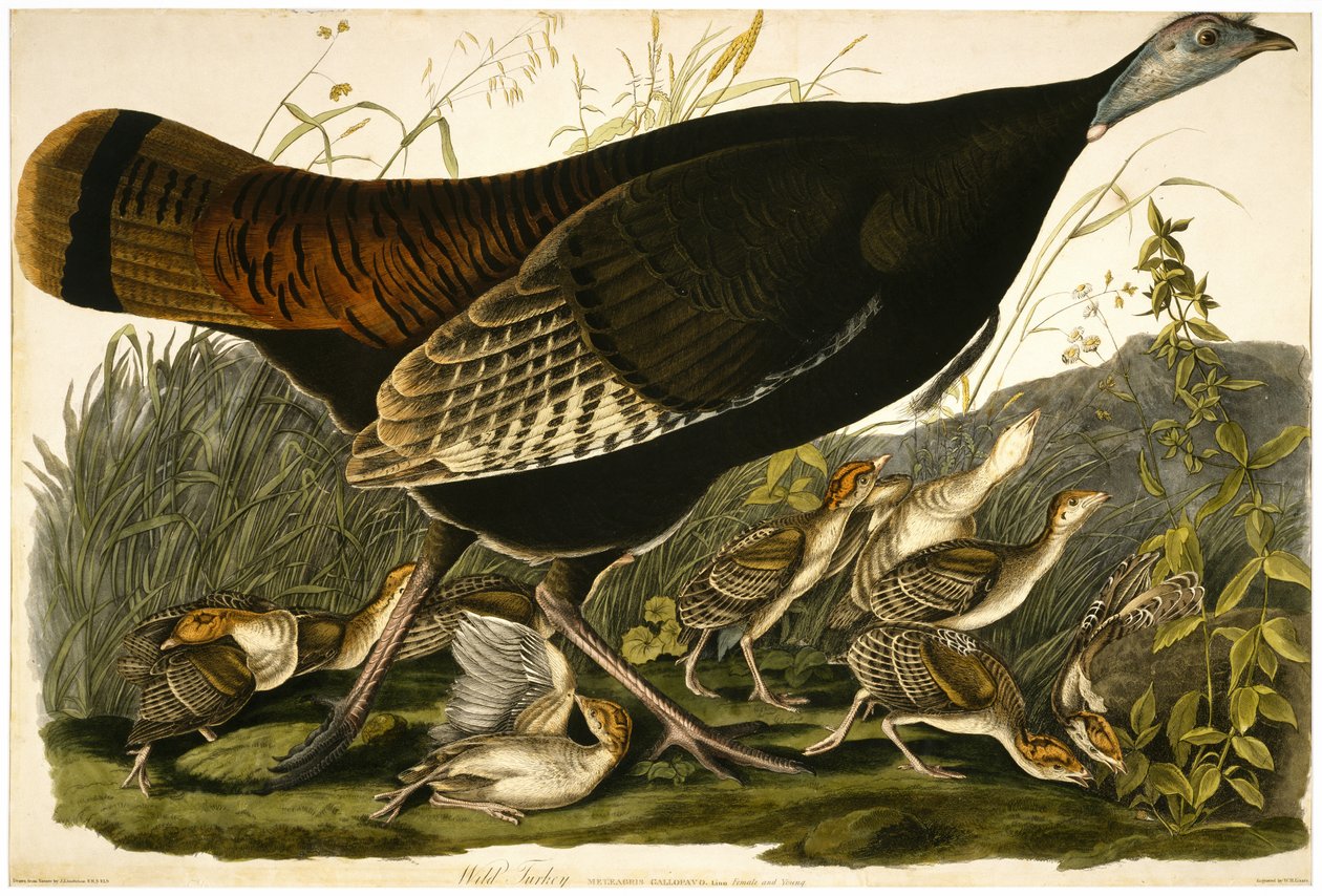 Dós, 1763-1807 (tin) by John James after Audubon